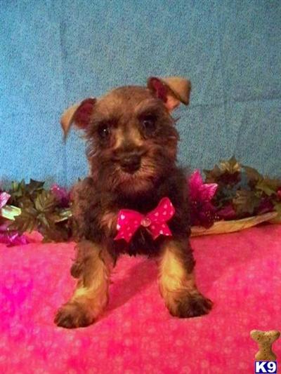 Miniature Schnauzer Puppies for Sale